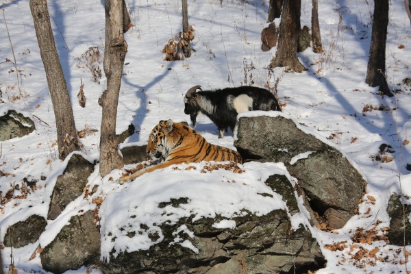 &laquo;Для нас это было большим удивлением&raquo;: директор сафари-парка &mdash; о судьбе тигра Амура и козла Тимура шесть лет спустя