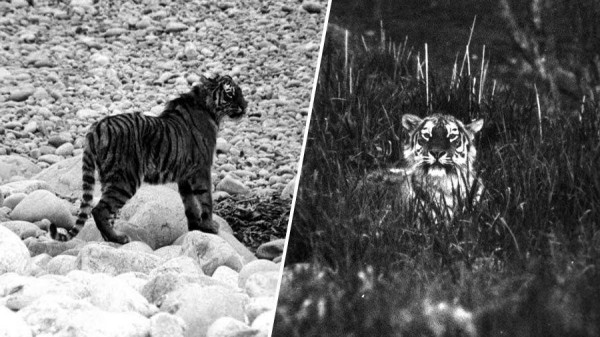 &laquo;Для нас это было большим удивлением&raquo;: директор сафари-парка &mdash; о судьбе тигра Амура и козла Тимура шесть лет спустя