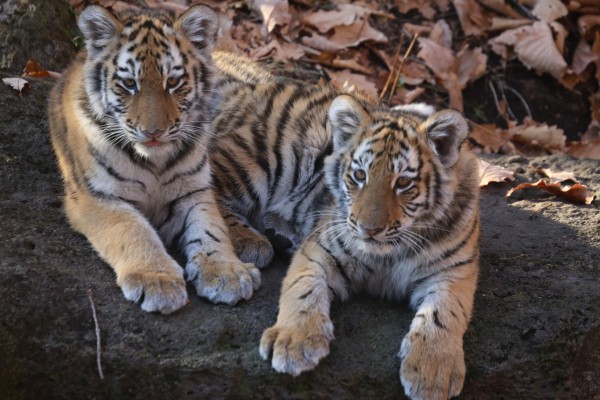 &laquo;Для нас это было большим удивлением&raquo;: директор сафари-парка &mdash; о судьбе тигра Амура и козла Тимура шесть лет спустя