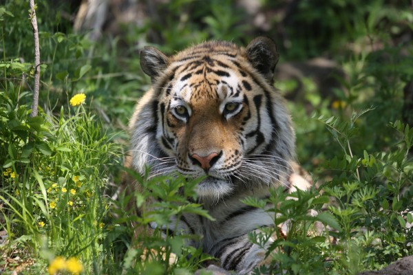 &laquo;Для нас это было большим удивлением&raquo;: директор сафари-парка &mdash; о судьбе тигра Амура и козла Тимура шесть лет спустя