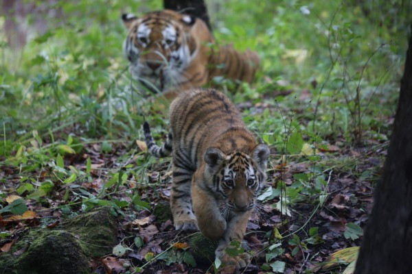 &laquo;Для нас это было большим удивлением&raquo;: директор сафари-парка &mdash; о судьбе тигра Амура и козла Тимура шесть лет спустя