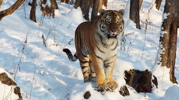 &laquo;Для нас это было большим удивлением&raquo;: директор сафари-парка &mdash; о судьбе тигра Амура и козла Тимура шесть лет спустя