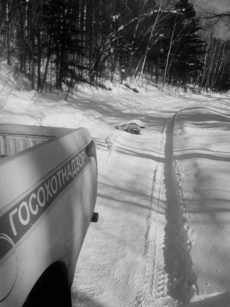 Гибелью одного тигра закончилась схватка двух хищников в Хабаровском крае