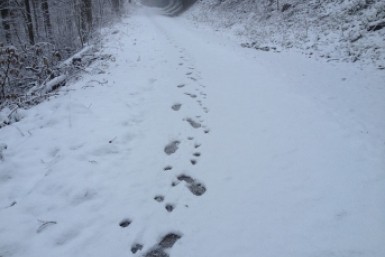 Неделя с AmurMedia: Харитонов о развитии ДВ, ДТП с автобусом, рекорд по заболевшим COVID