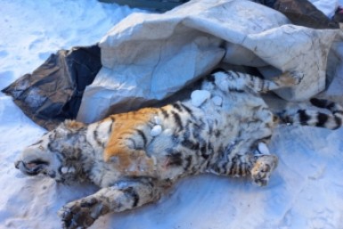 Итоги дня: грабитель в женской одежде, гибель тигрицы, смертельный пожар и приговор по ОПГ