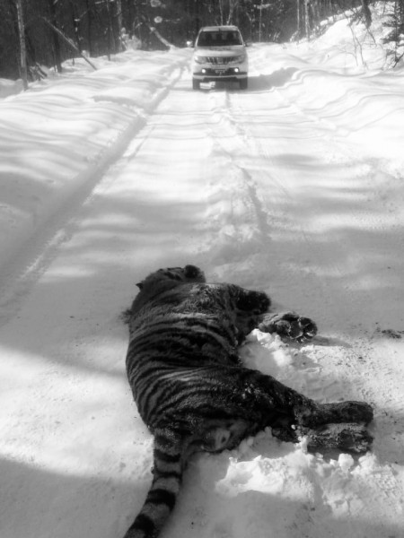 Гибелью одного тигра закончилась схватка двух хищников в Хабаровском крае