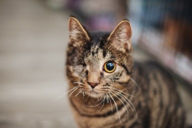 Итоги дня: обращение губернатора, движение по Павла Морозова и кот без глаза