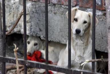 Итоги дня: вторая смена "Общака", подорожавшие авто, приют для собак, наши на ТНТ