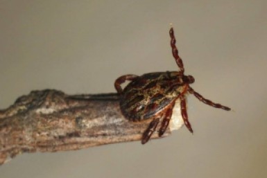 Итоги дня: horror story о бараках, поезд беженцев, блэкаут в Авиагородке и топ кровососов