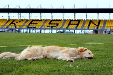 Итоги дня: "липовая" икра, псарня на стадионе, поиск подростка и весна в Хабаровске