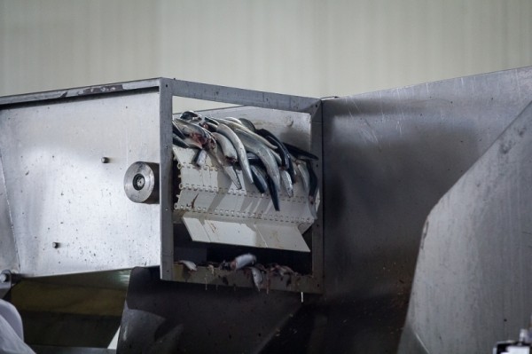 Вопросы импортозамещения оборудования для рыбной отрасли обсудили в Минпромторге РФ