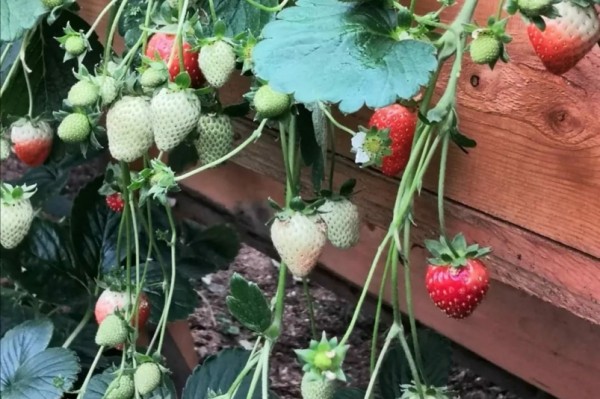 Ягодная ферма на хабаровских "дальневосточных гектарах" привлекла частные инвестиции