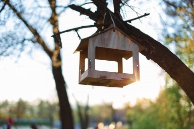 Итоги дня: "липовая" икра, псарня на стадионе, поиск подростка и весна в Хабаровске