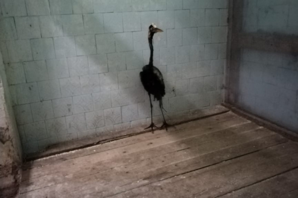 Ветеринары зоосада под Хабаровском третий день выхаживают краснокнижную цаплю&nbsp;(ВИДЕО)