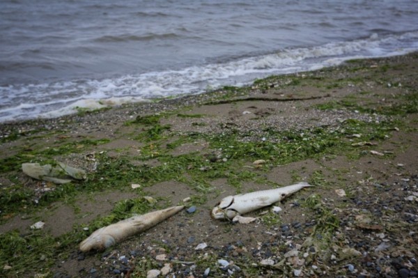 Эпидемия или слабый иммунитет: новые случаи мора рыбы зафиксировали в Хабаровском крае