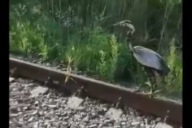 Ветеринары зоосада под Хабаровском третий день выхаживают краснокнижную цаплю&nbsp;(ВИДЕО)