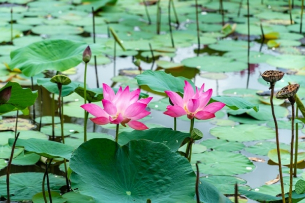 Краснокнижные бутоны, вопреки хулиганам, зацвели розовым цветом на озере под Хабаровском