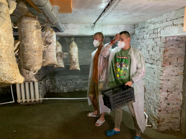 Никто не верил в успех: два парня из Хабаровска создали грибную мини-ферму на ДВ-гектаре&nbsp;