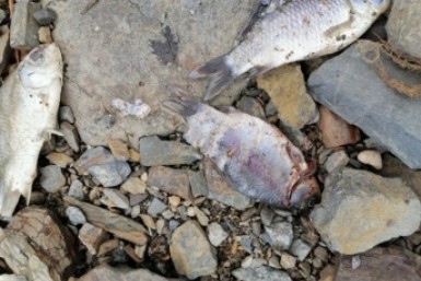 Итоги дня: злые псы, рыбные страсти, десант театралов, богатые продавцы и кража скота