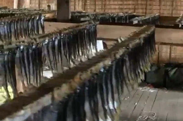 Накрыли цех: 15 тонн незаконно заготовленной рыбы изъяли в Николаевске-на-Амуре