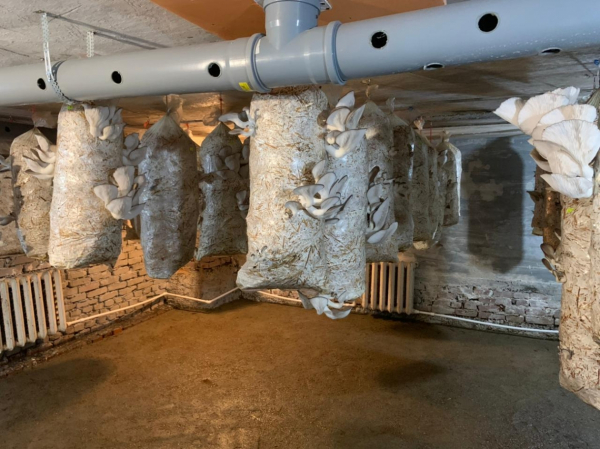 Никто не верил в успех: два парня из Хабаровска создали грибную мини-ферму на ДВ-гектаре&nbsp;