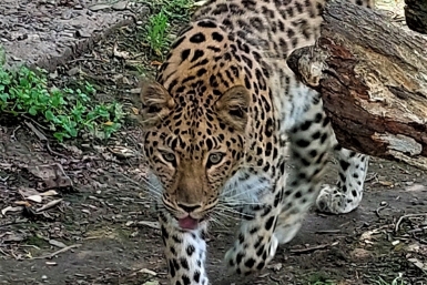 Итоги дня: "царица" с хвостом, новичок в клубе, разговор за 25000 рублей и гибель слесаря