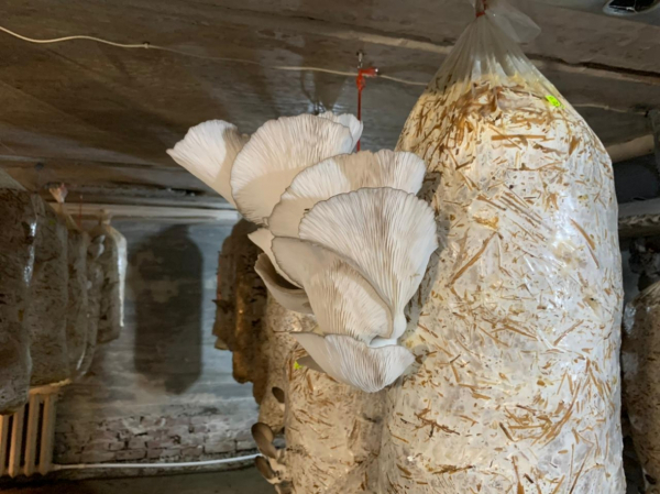 Никто не верил в успех: два парня из Хабаровска создали грибную мини-ферму на ДВ-гектаре&nbsp;