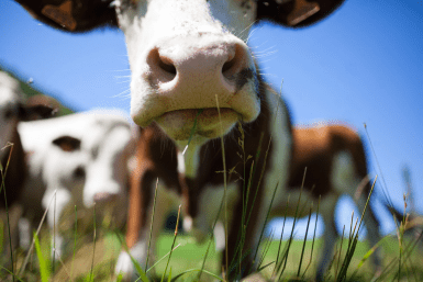 Итоги дня: злые псы, рыбные страсти, десант театралов, богатые продавцы и кража скота