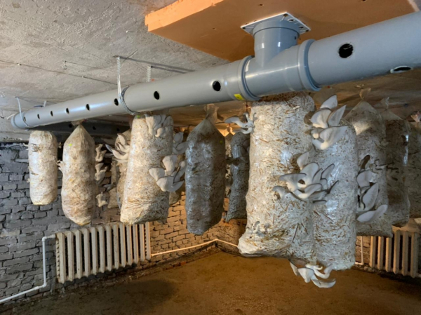 Никто не верил в успех: два парня из Хабаровска создали грибную мини-ферму на ДВ-гектаре&nbsp;