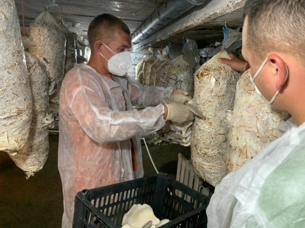 Никто не верил в успех: два парня из Хабаровска создали грибную мини-ферму на ДВ-гектаре&nbsp;