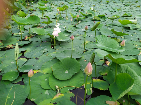 Краснокнижные бутоны, вопреки хулиганам, зацвели розовым цветом на озере под Хабаровском