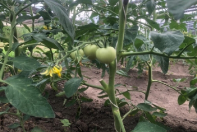 Итоги дня: сбил на полном ходу, "Обход Хабаровска" и забил насмерть собутыльника