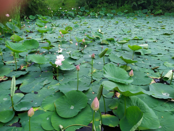 Краснокнижные бутоны, вопреки хулиганам, зацвели розовым цветом на озере под Хабаровском