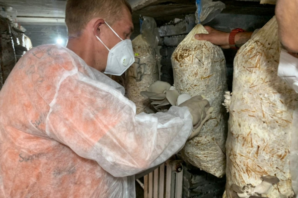 Никто не верил в успех: два парня из Хабаровска создали грибную мини-ферму на ДВ-гектаре&nbsp;