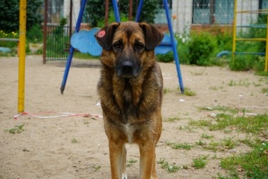 Итоги дня: злые псы, рыбные страсти, десант театралов, богатые продавцы и кража скота