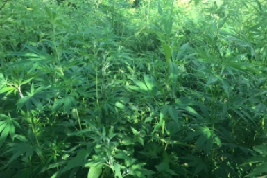 Итоги дня: покорение вулкана, депутатский миллион, "перевертыш" и концерты под окнами