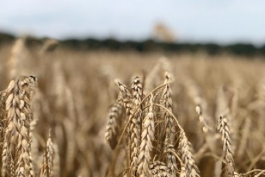 Итоги дня:  потушен пожар, сбор урожая, мошенническая атака