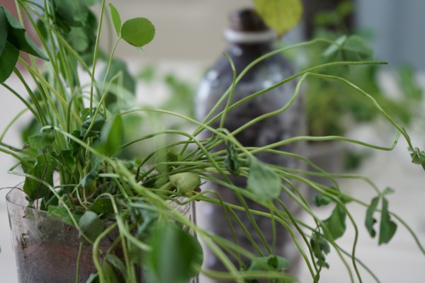 Хабаровское ноу-хау: продукция из отходов завода увеличила скорость роста растений на 30%