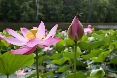 Итоги дня: новое назначение в мэрии, едва не сломали шеи в автобусе и лотос Комарова