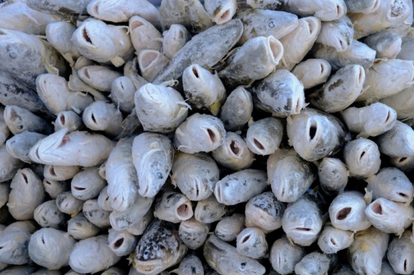 Михаил Мишустин обещал поддержку аграриям ДВ. На очереди &ndash; рыбаки?