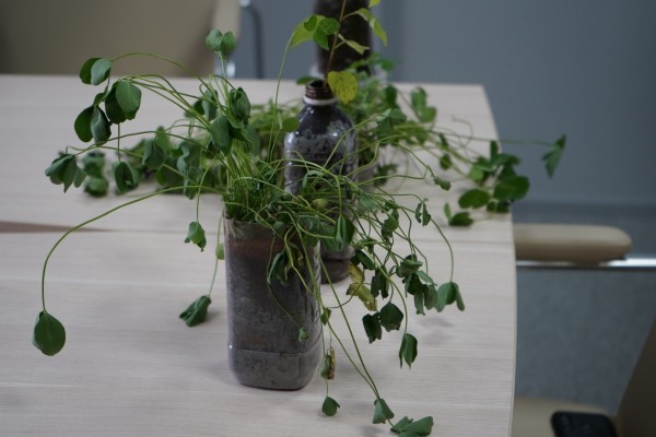 Хабаровское ноу-хау: продукция из отходов завода увеличила скорость роста растений на 30%