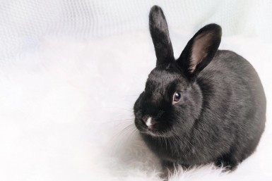 Итоги дня: битва за Совгавань, детсад на карантине, подорожание проезда и влияние Кролика