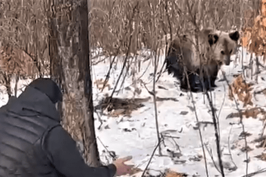 Итоги дня: двое на льдине, липовая икра, в ожидании снега, а в зоосаде болтливый тигр