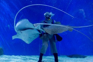 Итоги дня: порванные колеса шасси, застряли большегрузы, шахматные баталии и гибель скатов