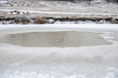 Итоги дня: двое на льдине, липовая икра, в ожидании снега, а в зоосаде болтливый тигр
