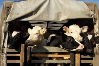 Итоги дня: криминальные коровы, 200000 рублей за задержку рейса и война с ЛГБТ-пропагандой