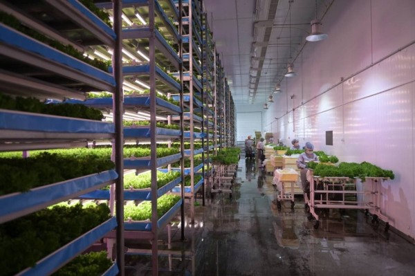 Михаил Дегтярев проинспектировал сельхозпредприятия краевой столицы и Хабаровского района