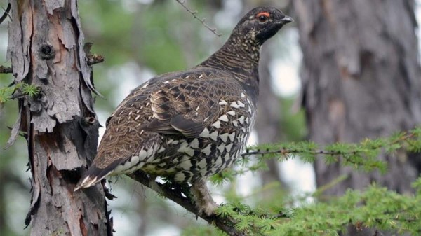 Уникальный природный парк &laquo;Хосо&raquo; взяли под охрану в Хабаровском крае
