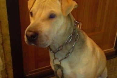 Итоги дня: наглая тигрица,  ограбил родственников и 900 вакансий