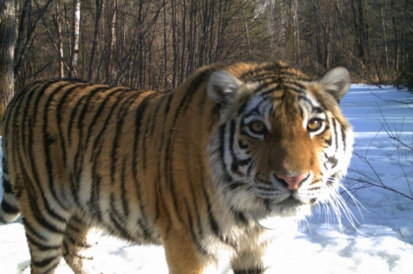 Наглая тигрица, позавтракав сторожевым псом, разгуливает по центру села в Хабаровском крае